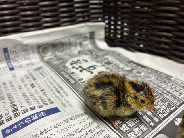 うずらの成長日記 〜4月22日、命が生まれてから今日まで〜