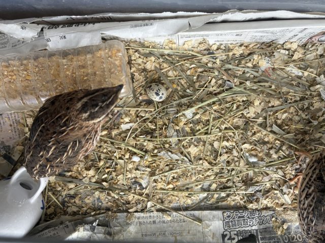 うずらの成長日記～ついに卵が…！ そして、新たな命が誕生しました～